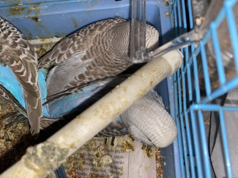 Eşli jumbo muhabbet kuşlar yavrularıyla beraber