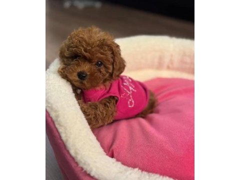 Toy poodle red brown