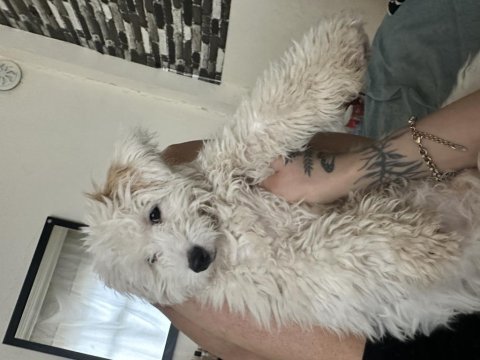 6.5 aylık erkek terrier