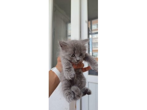 Ev ortamında büyümüş british shorthair kedilerim