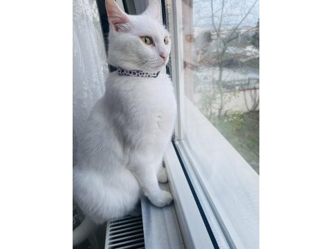 Ankara kedisi