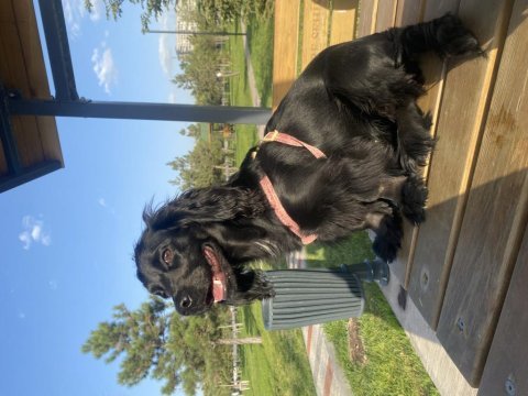 Siyah cocker köpeği