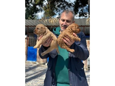 Sevimli maltipoo yavrularımız