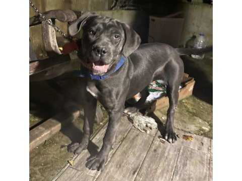 6 aylık anne baba şecereli dişi cane corso