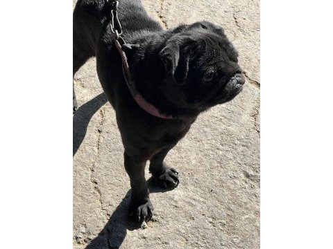 Siyah erkek pug yogi
