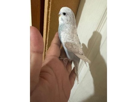 29 günlük kusursuz muhabbet kuşu bebek
