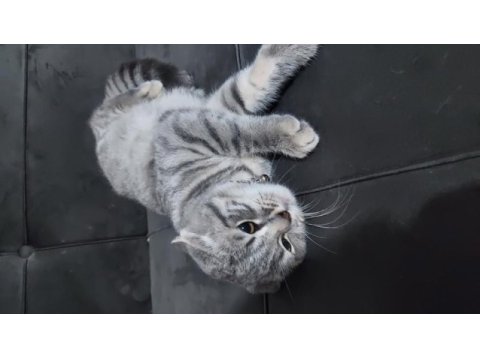 7 aylık erkek british longhair