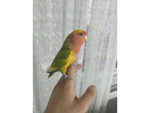 Acil satılık sevda papağanımız