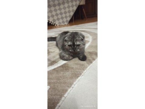 Dünya tatlısı scottish fold kızımız yeni yuvasını arıyor