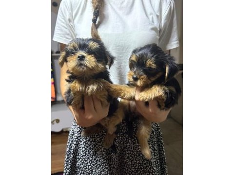 Kaliteli yorkshire terrier yavrularımız