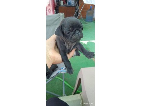 Pug mops yavrular