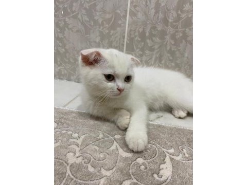 Mersin scottish fold beyaz/gri yavrular