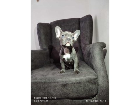 French bulldog yavru köpeklerimiz