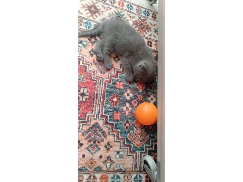 British shorthair 1.5 aylık kediler sahiplendirilecektir
