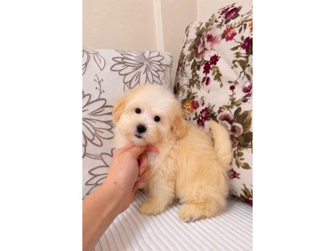 Maltipoo puf puf erkek