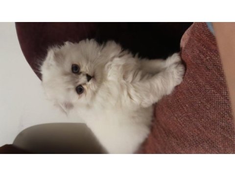 Coco dişi british longhair