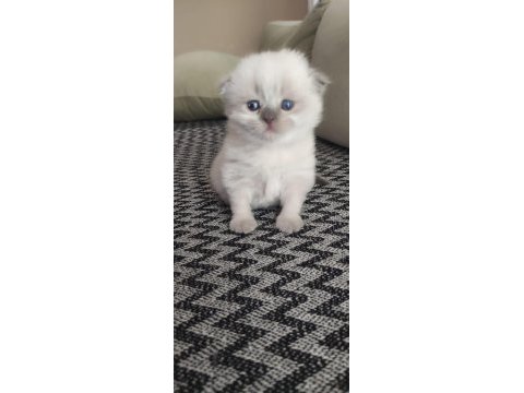 Scottish fold erkek yavru