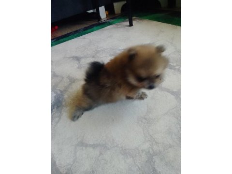 Adana sarıçam 0 numara dişi pomeranian boo ayı surat