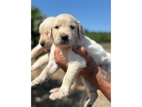 Golden retriever köpeği minnoşlar