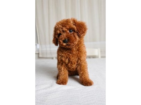 Sağlık garantili dişi red brown toy poodle