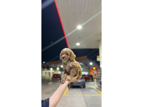 Premium güzellik toy poodle