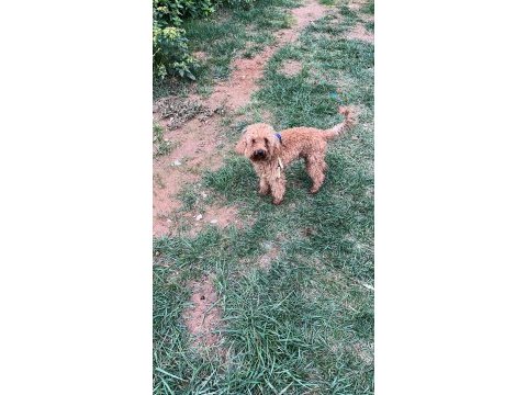 1 yaşında erkek toy poodle