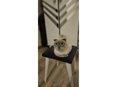 Kedimiz kaju