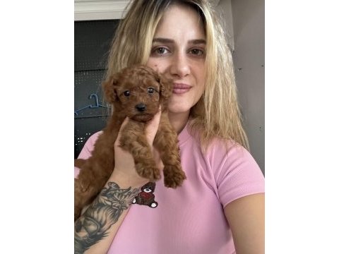 Safkan toy poodle yavrularımız