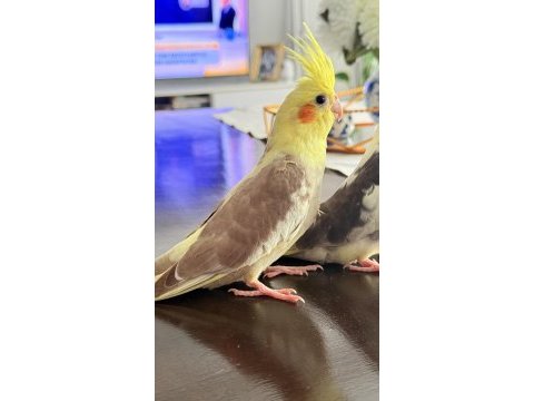 2 aylık yavru sultan papağanı