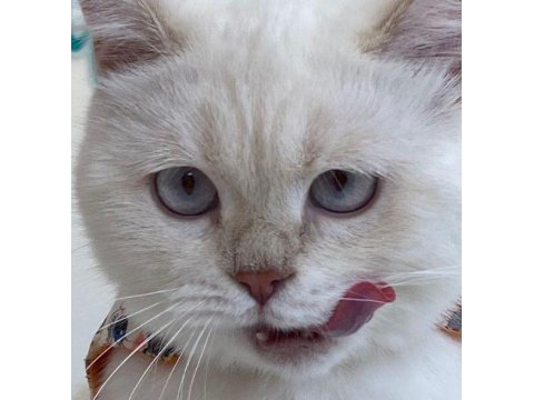 British shorthair 4,5 aylık