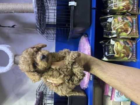 Kore poodle ve poodle yavrularımız yeni yuvasını be