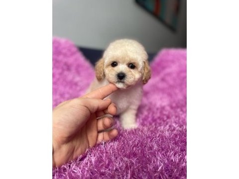 Terrier melezi değil orjinal maltipoo yavru