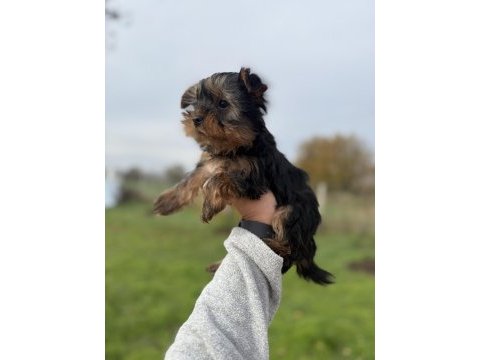 Mini boy yorkshire bebekler sun kennels