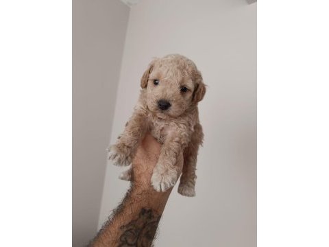 Poodle yavru köpeğimiz