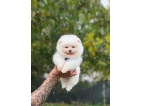 Pomeranian bebeklerimiz