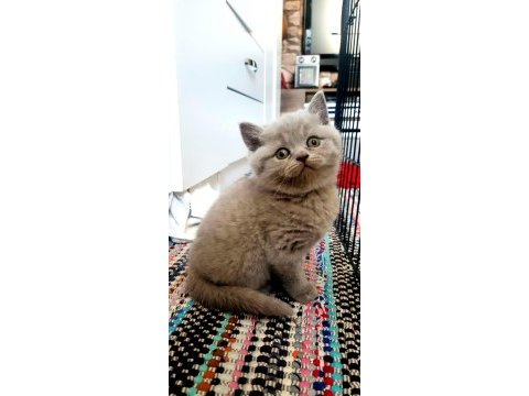 Blue scottish fold yavrularımız