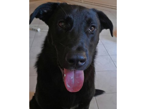 Oyuncu hareketli kalıcı yuvasını arıyoruz labrador
