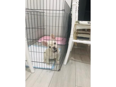 French bulldog platinium