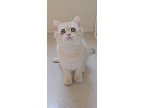 British shorthair safkan kedimizi sahiplendiriyoruz