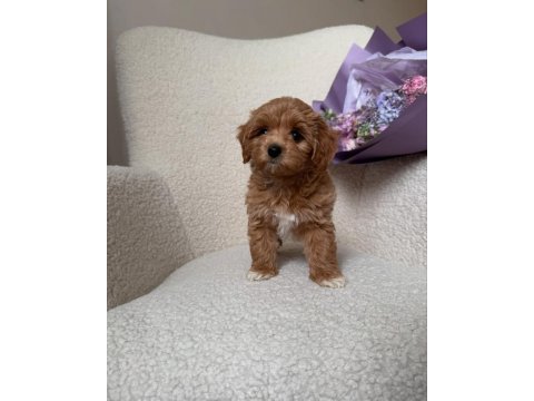 Uygun tüy dökmeyen hipoalerjenik maltipoo bebekler