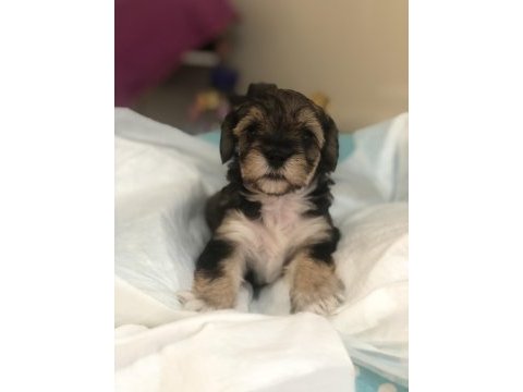 Morkie yavrularımız teslime hazır