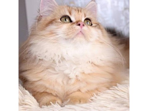 Ücretsiz yetişkin safkan british longhair dişi
