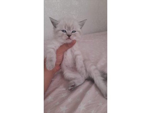 Safkan blue point british shorthair bebekler
