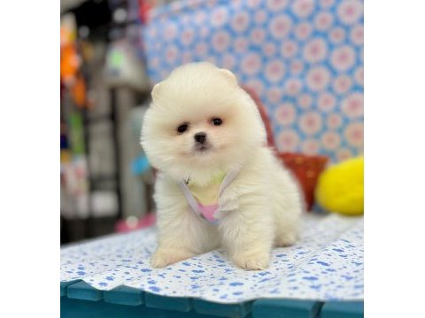 Safkan pomeranian boo yavrularımız