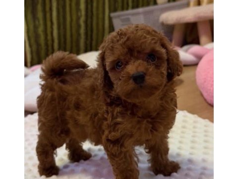 Toy poodle safkan