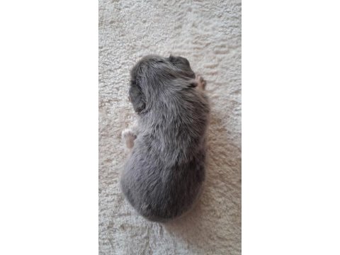 French bulldog fluffy lilac tan