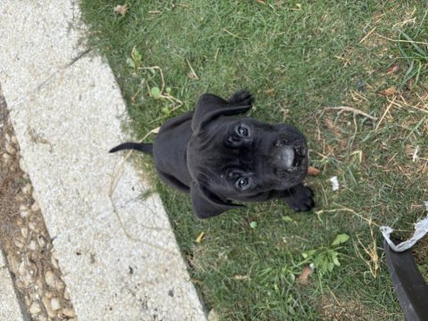 Cane corso safkan yavru
