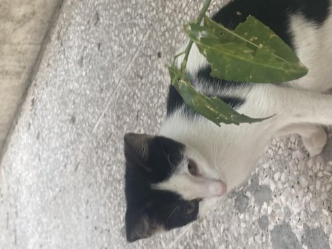 Kedimizin çok acil eve ihtiyacı var