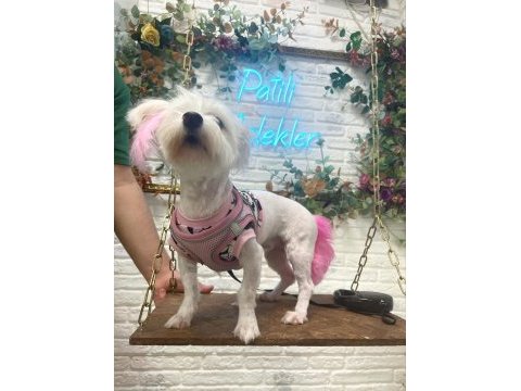White terrier dişi 1 yaşında