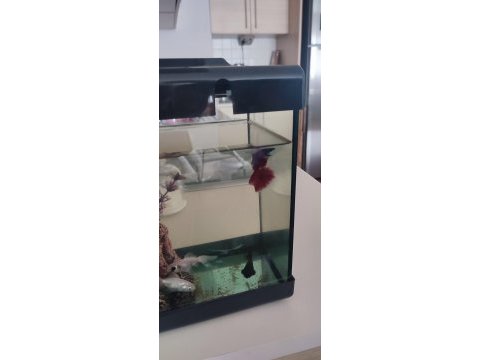 Komple akvaryum balıkları ile birlikte